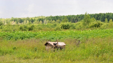 Потрави сільгосп. угідь дикими кабанами